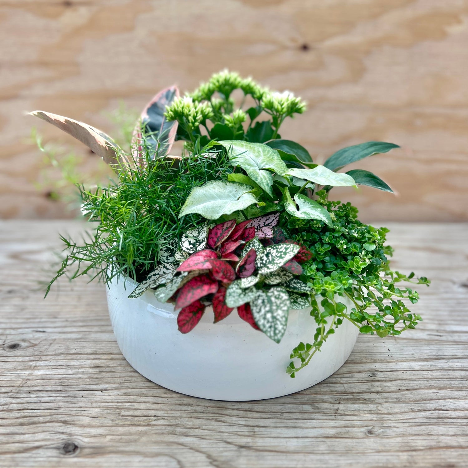 Indoor Plants & Wicker Baskets