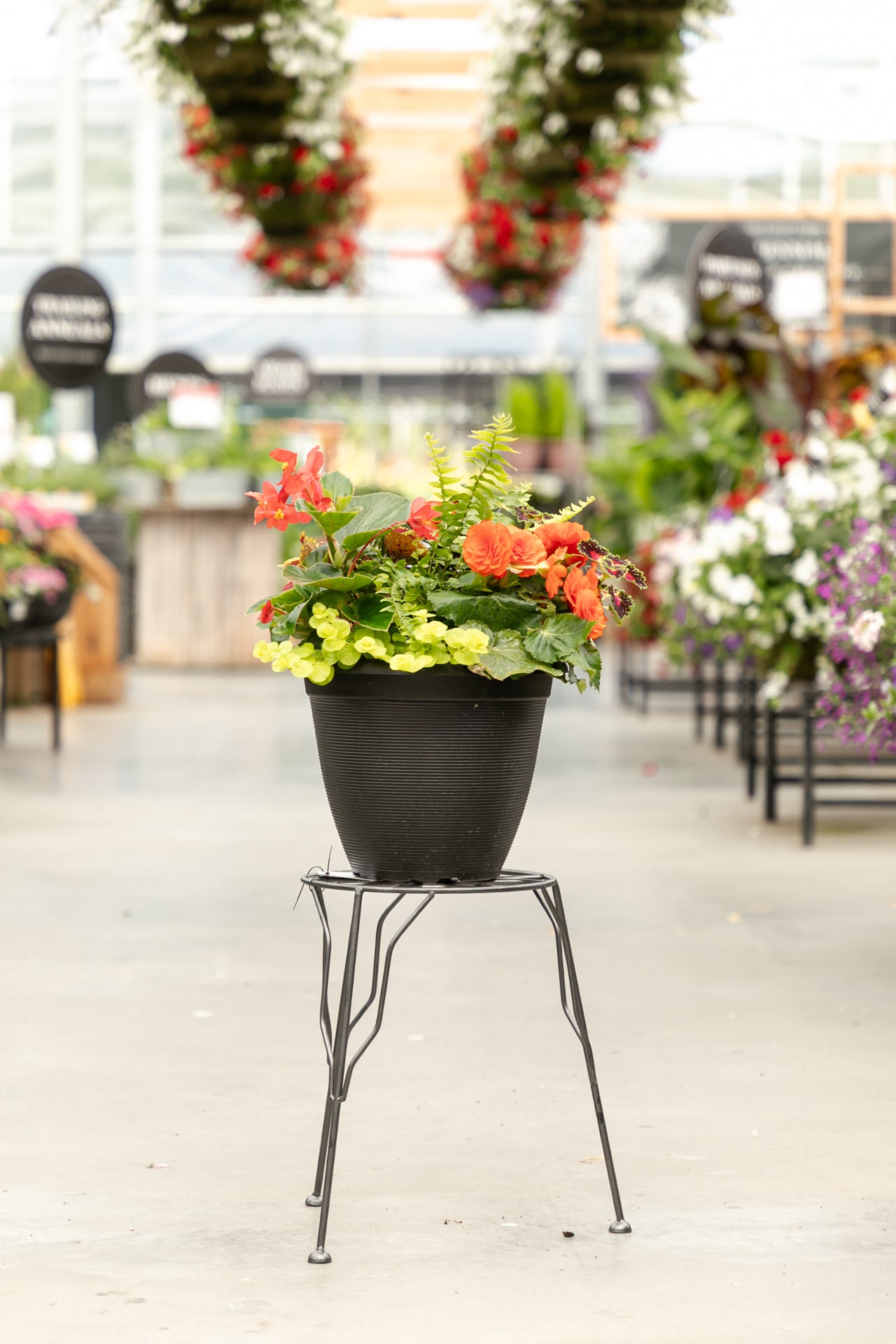 12" Annuals Garden in Black Round Plastic Pot