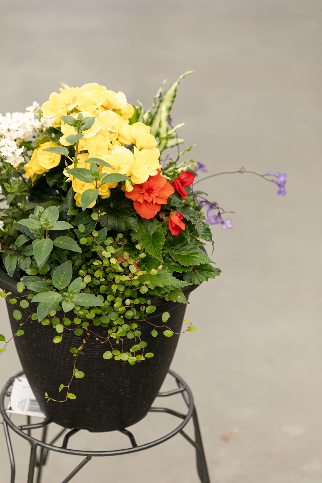 12" Annuals Garden in Black Round Plastic Pot