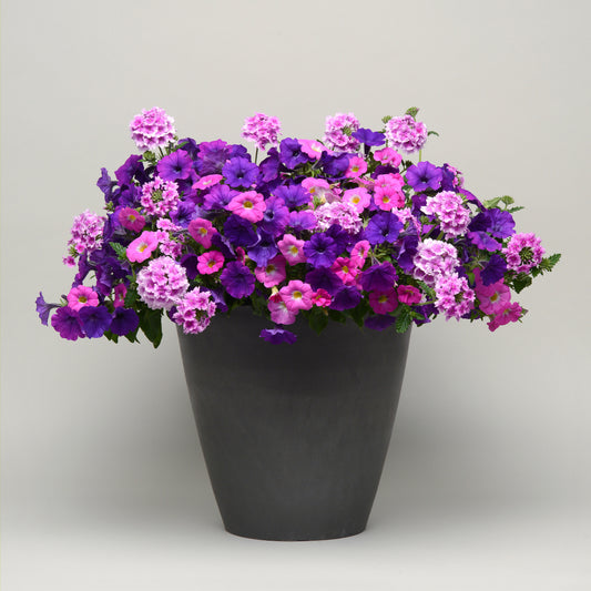 Full Sun Hanging Basket (Only 25 available in total)