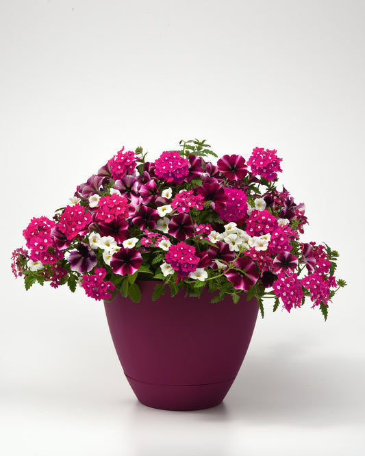 Raspberry Sorbet Hanging Basket (Only 25 available in total)